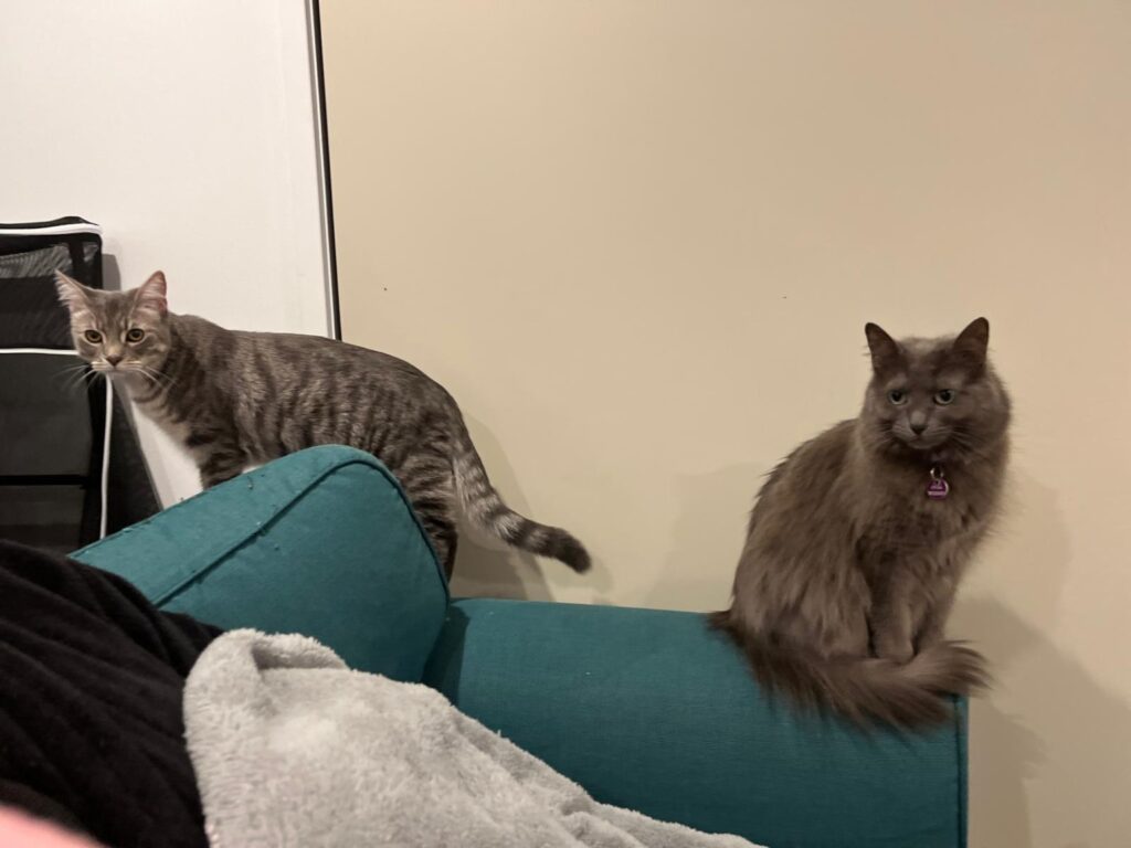 avalon and thomasina